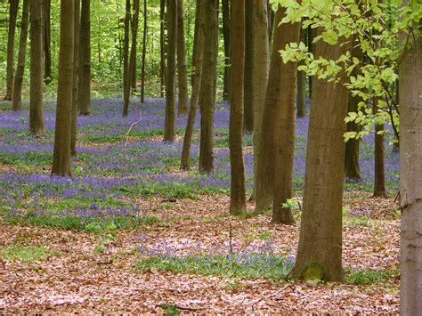 Explore the Bois de la Houssière .